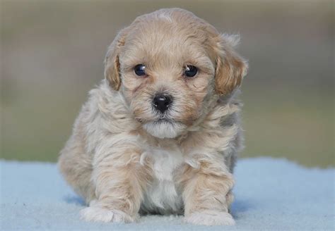 SELECT AN ADOPTABLE PET TO SEARCH FOR. . Moodle puppies south australia